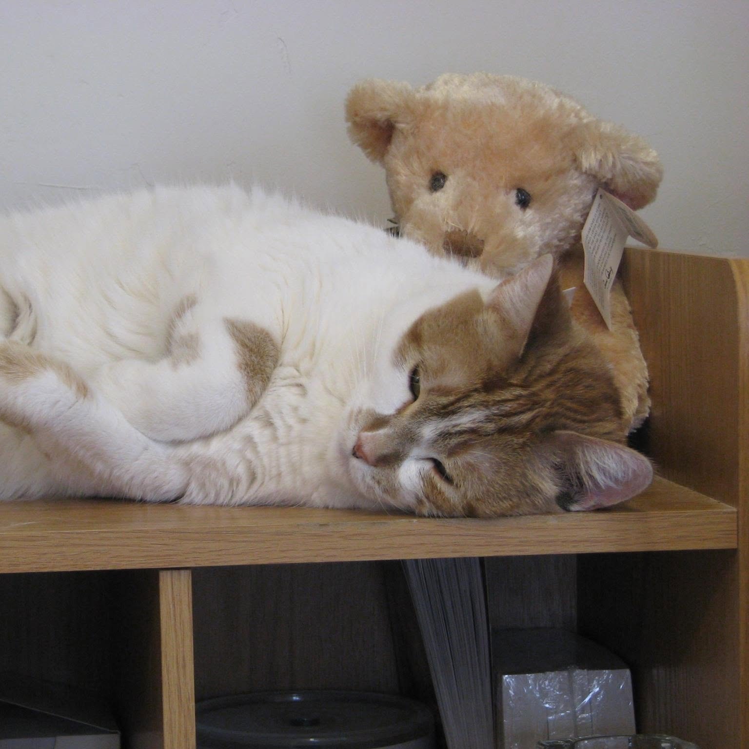 Two cats perched together on a shelf