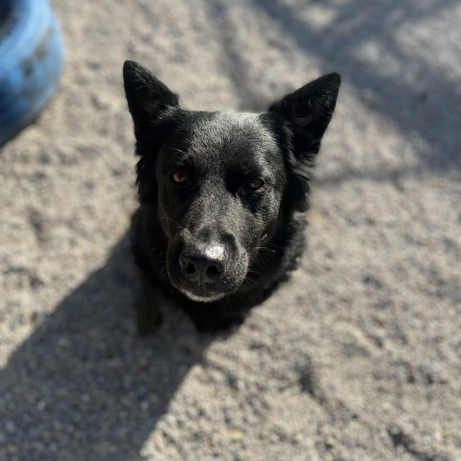 Black heeler mix looking up expectantly