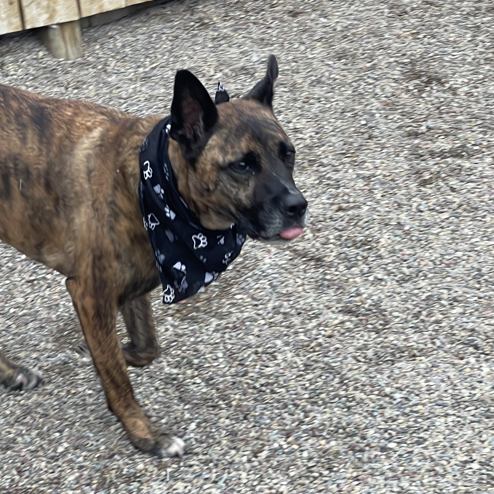 Brindle dog wearing a paw print bandana