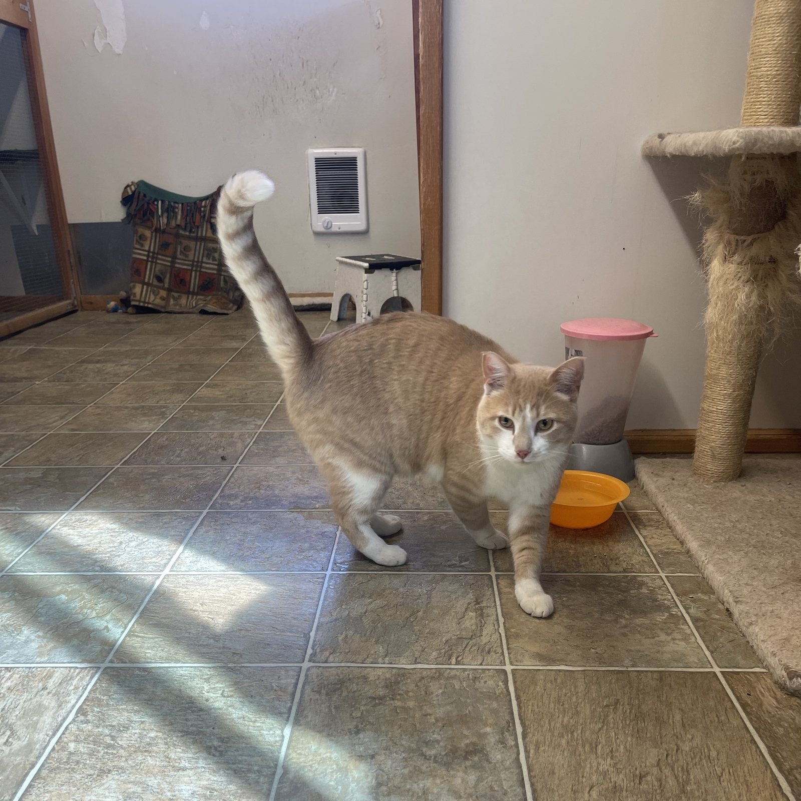 Orange tabby cat sitting indoors