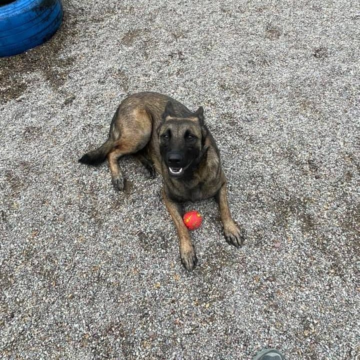 Shepherd with a red ball in the play yard