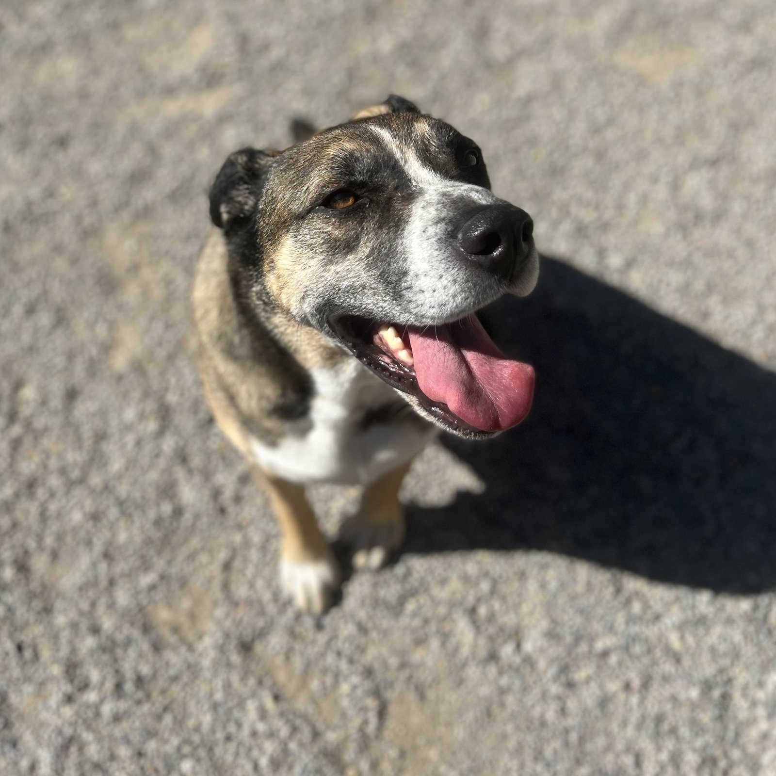 Happy shepherd mix smiling in the sun