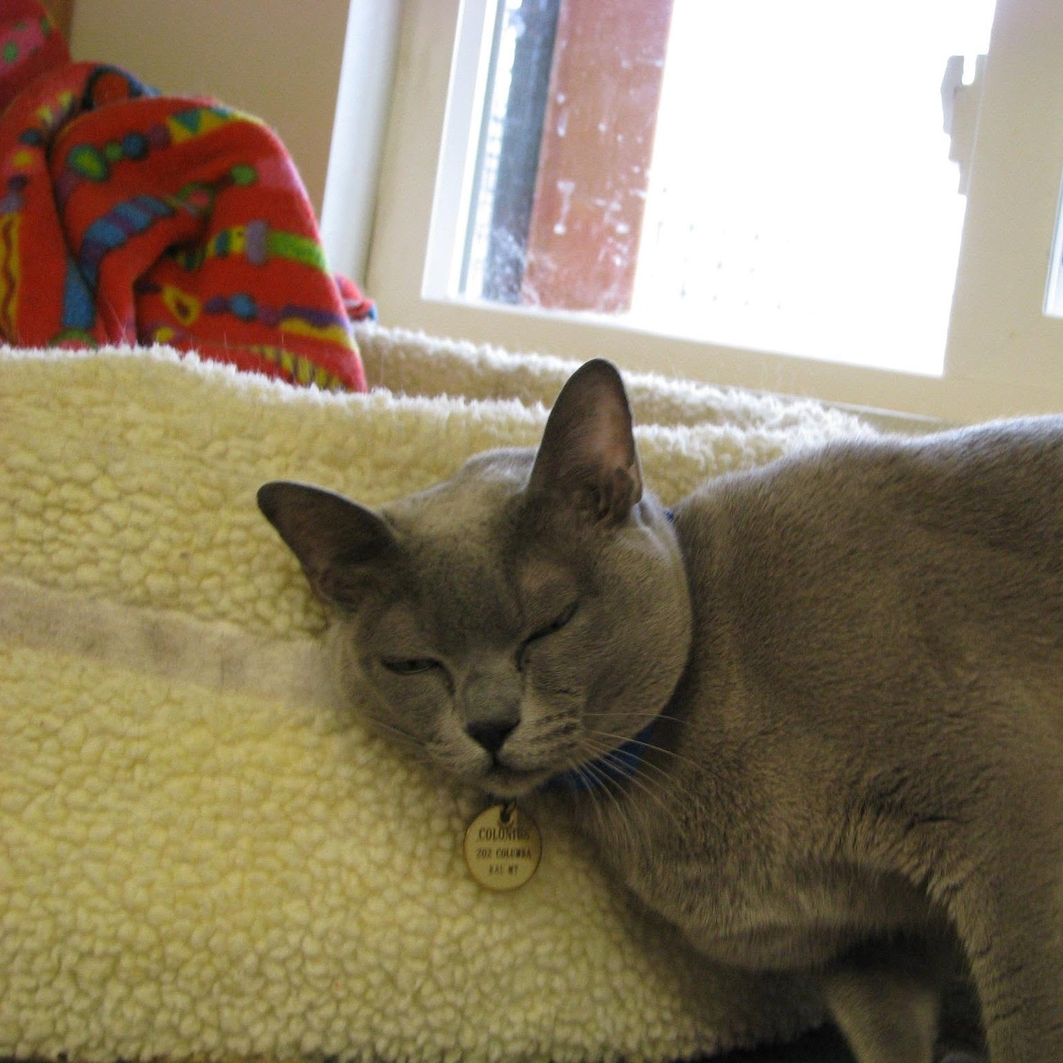 Sleepy gray cat resting on a bench