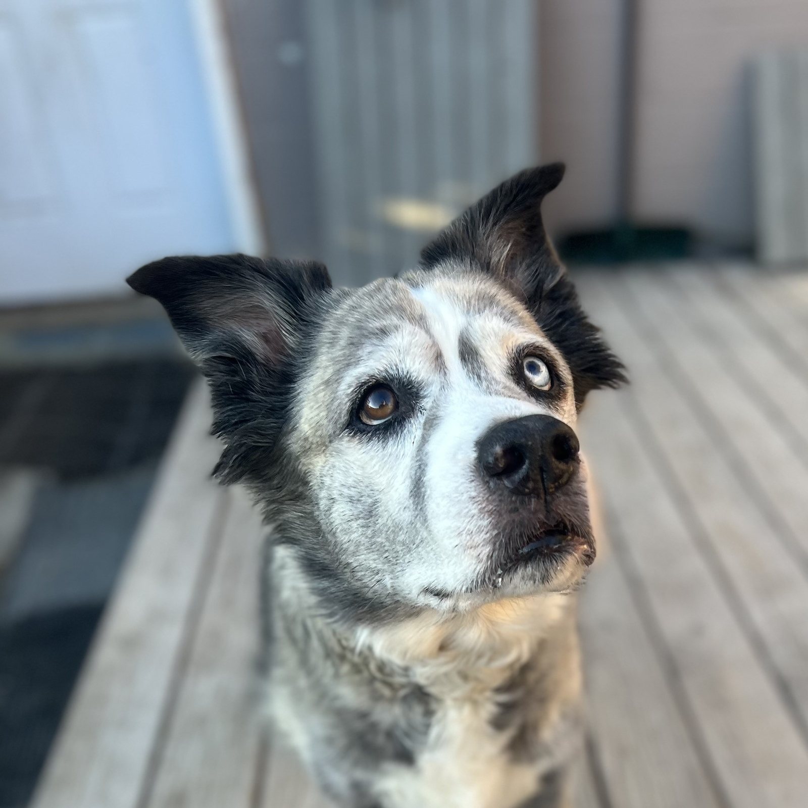 Senior Australian shepherd on the porch