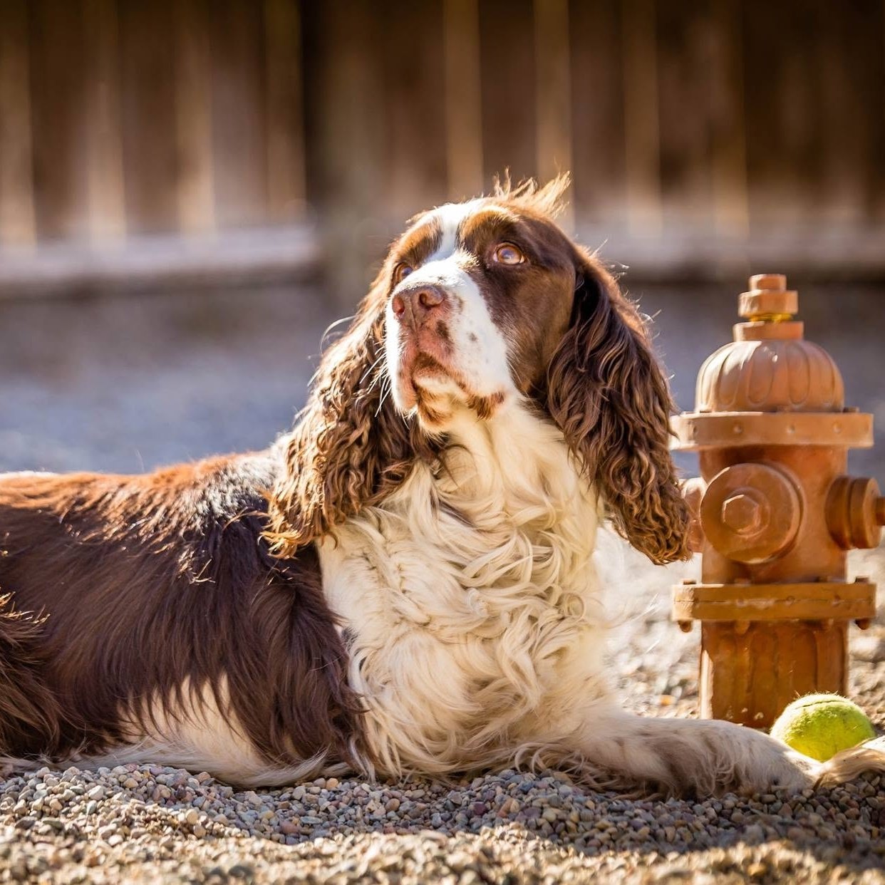 Springer spaniel resting in the shade