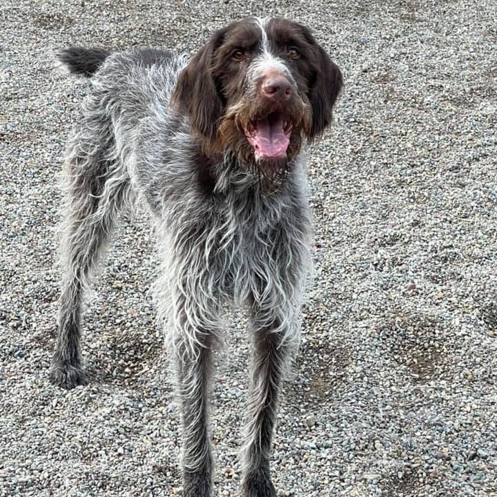 Wirehaired pointing griffon standing in the gravel play yard