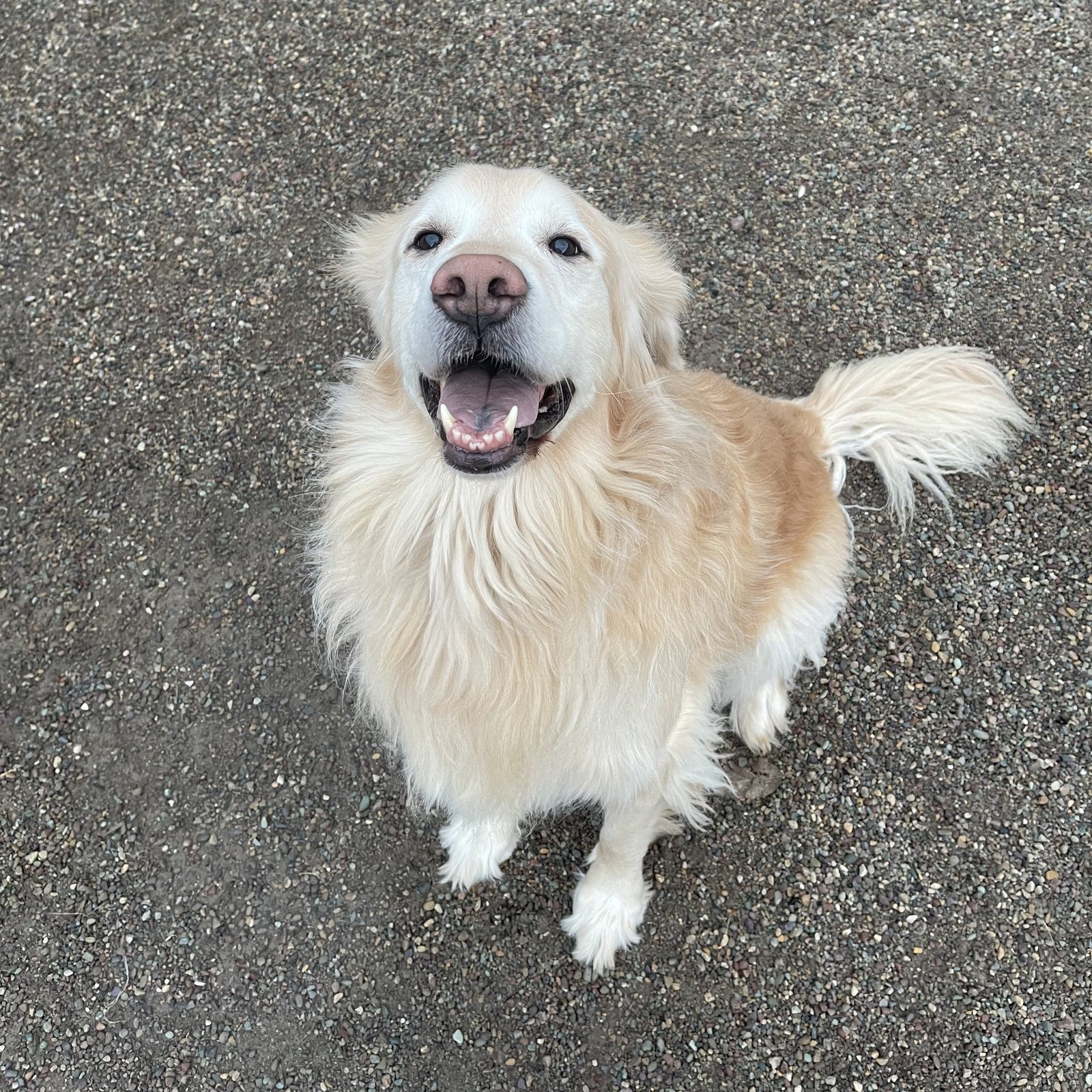 Fluffy golden retriever grinning happily
