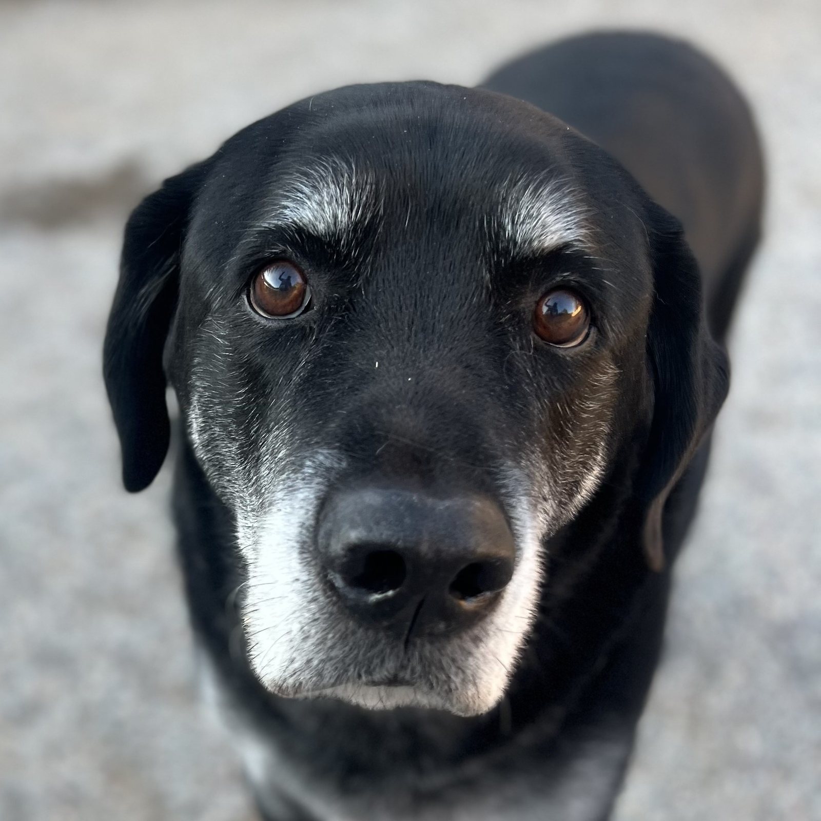 Gray-muzzled black Labrador gazing upward