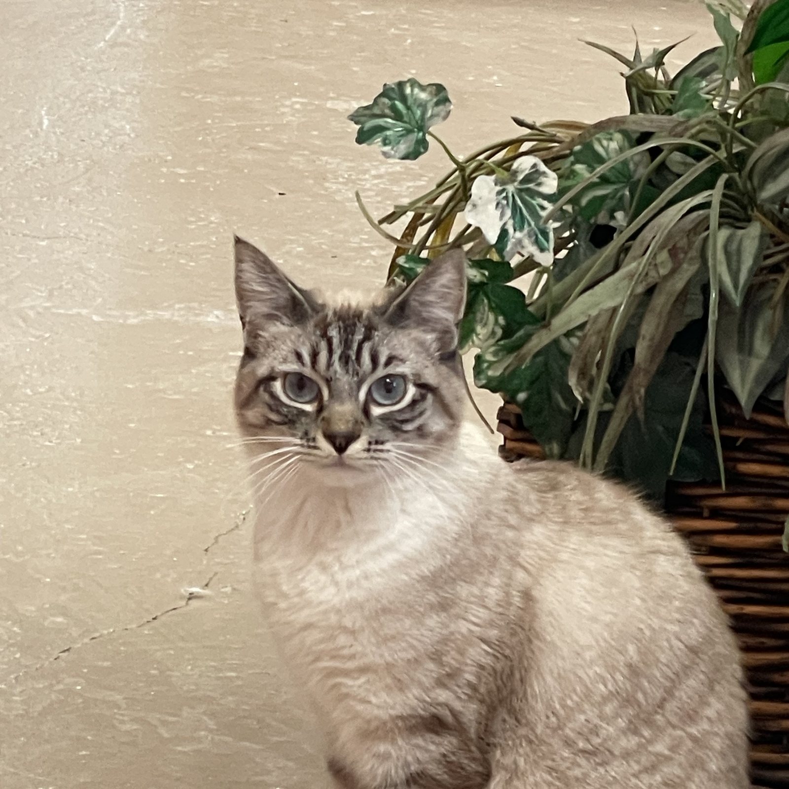 Siamese mix cat sitting beside a plant