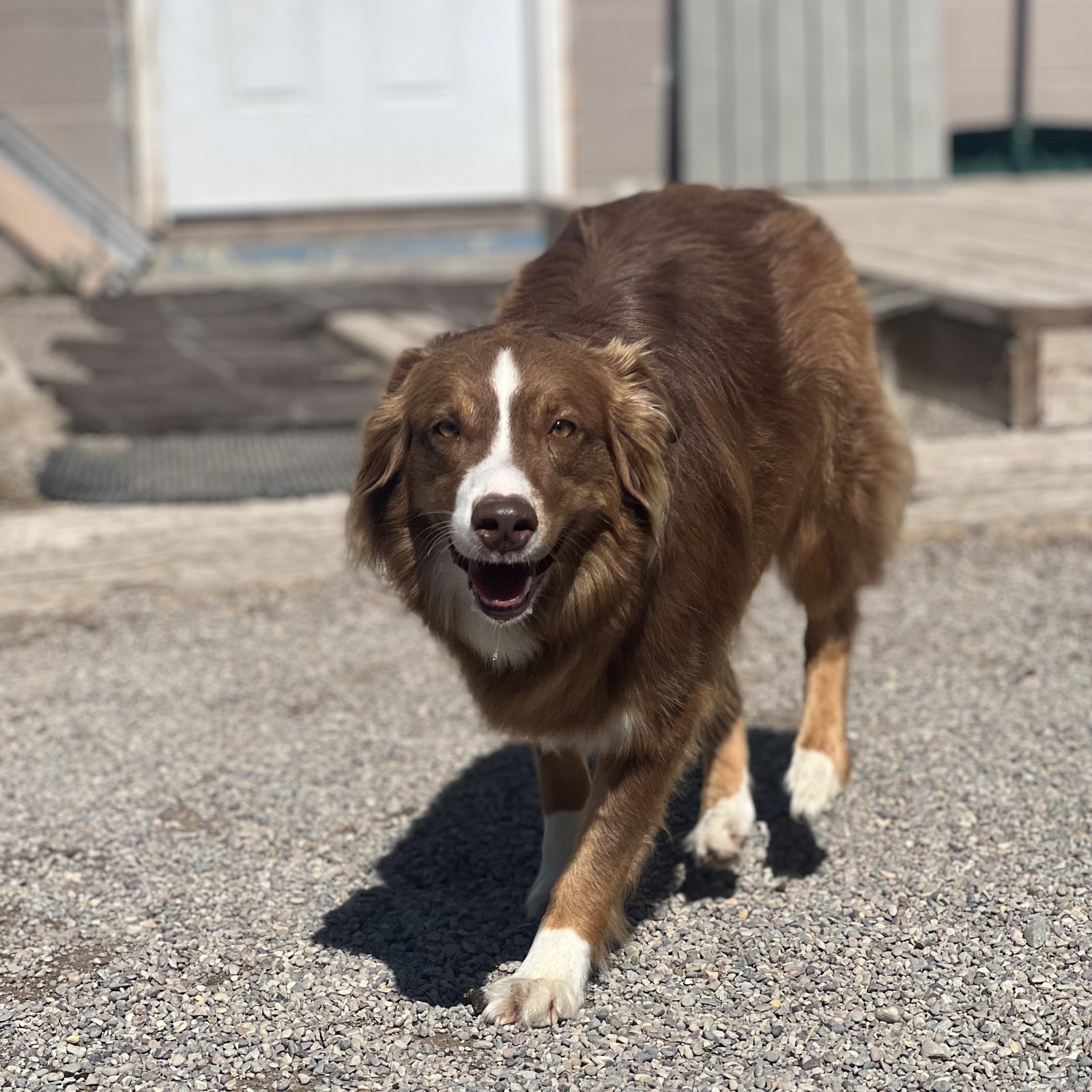 Brown Australian shepherd mid-trot in the yard