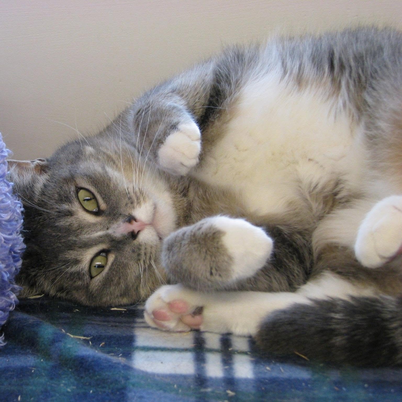 Gray and white cat lounging on a cushion