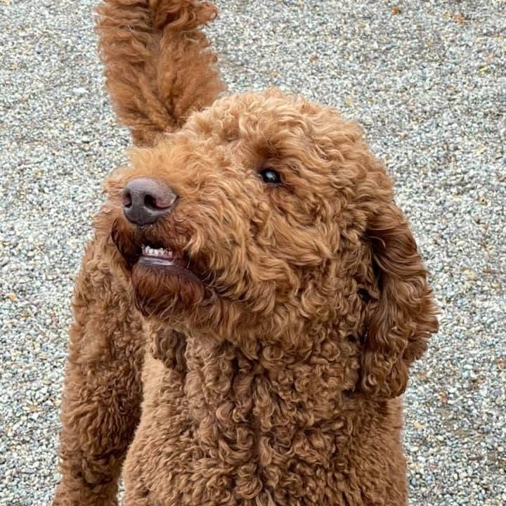 Cream goldendoodle out for a walk