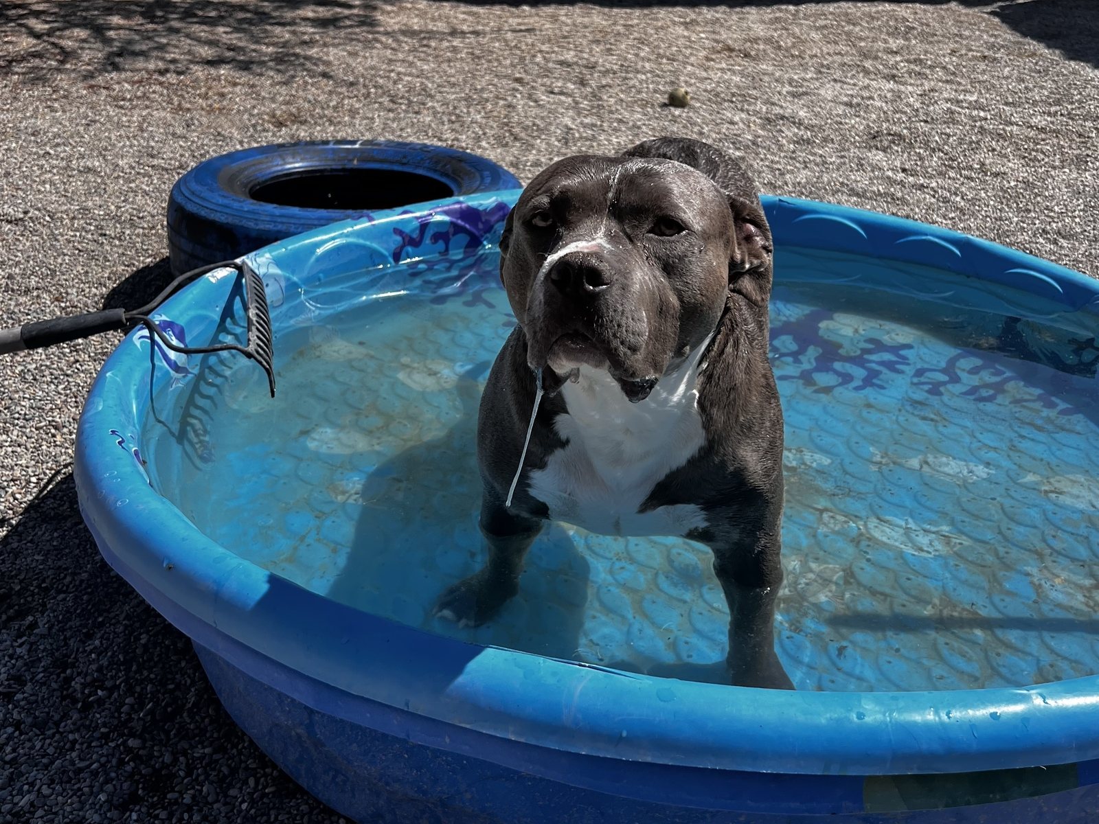 Dog standing in the blue wash pool in the play yard after a bath