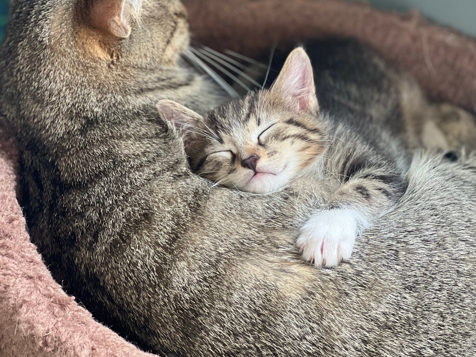 Tabby kitten asleep curled against an older cat in a fleece bed
