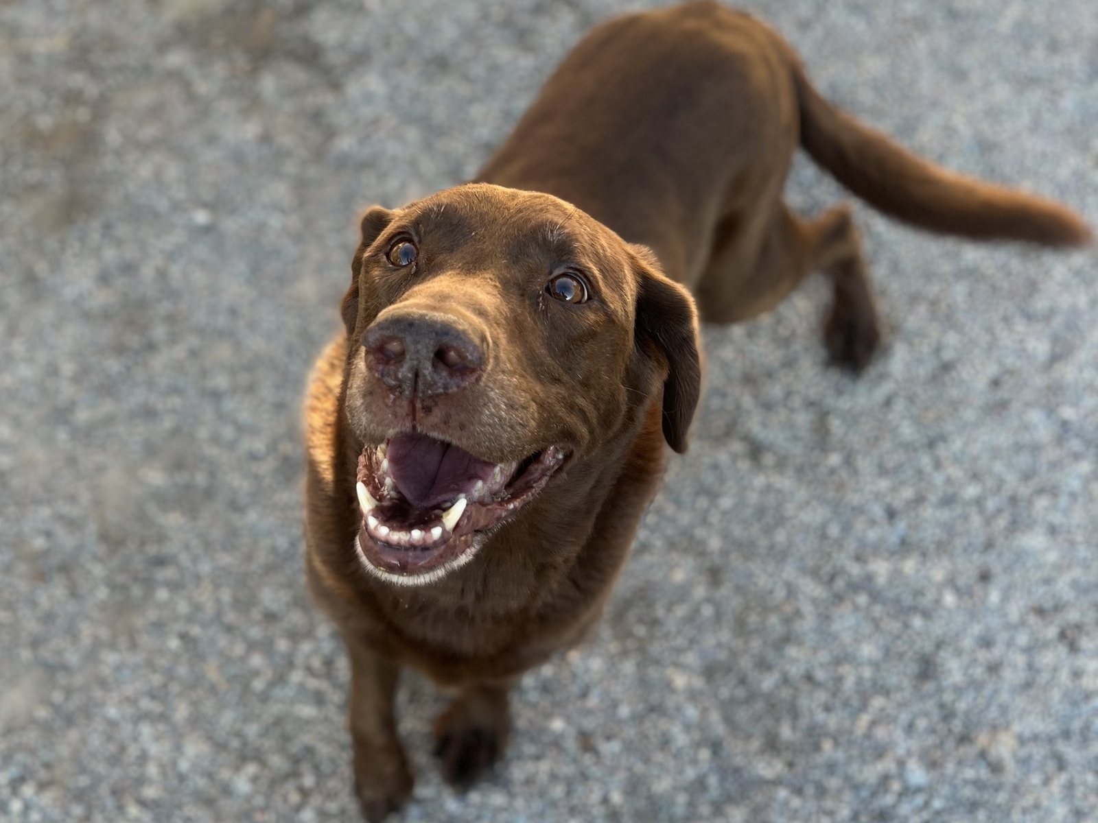 Chocolate Labrador smiling up at the camera in the kennel play yard