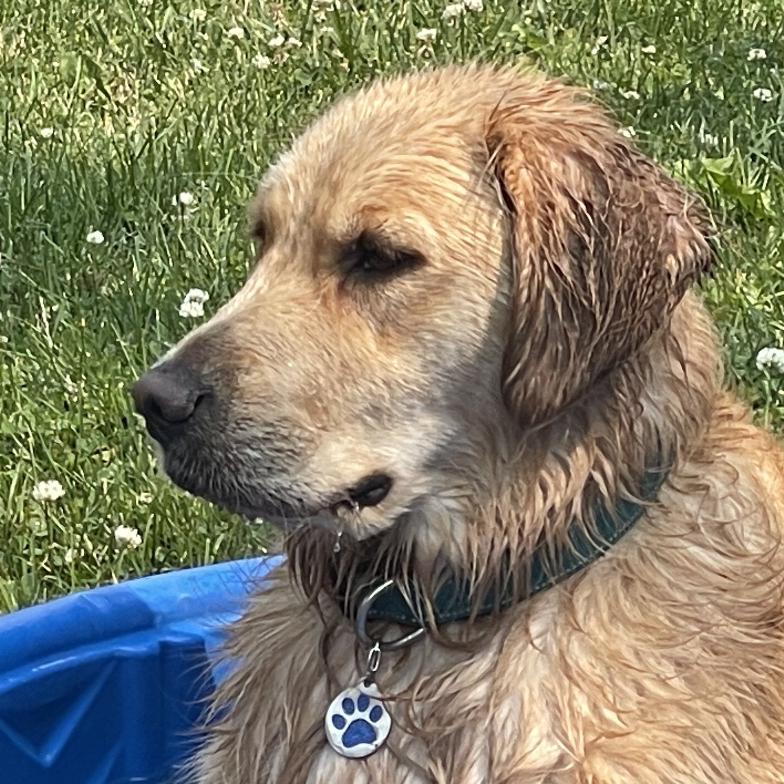Golden retriever with a dripping wet coat out on the grass after a bath