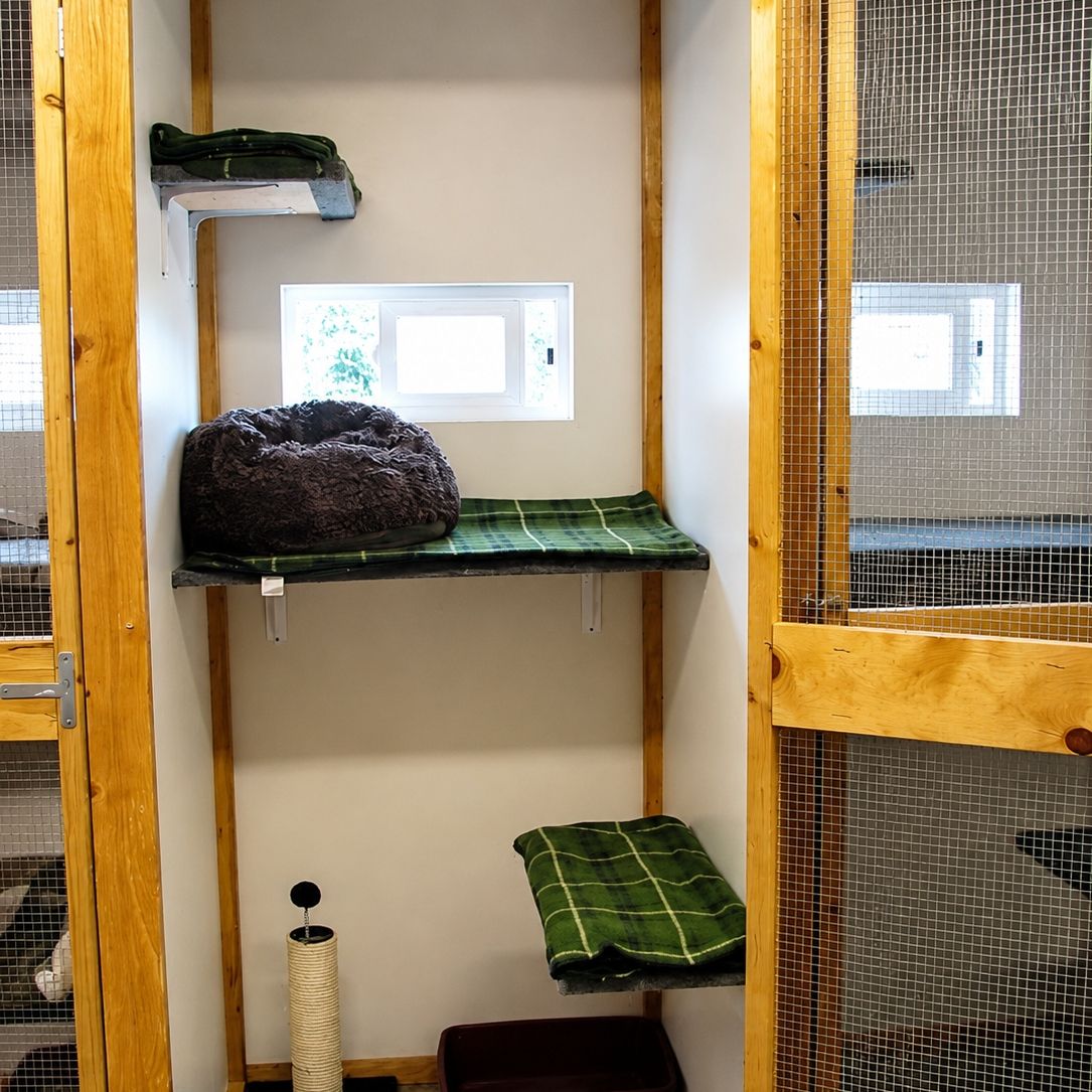 Private cat room with carpeted shelves, a fleece bed, and a scratching post
