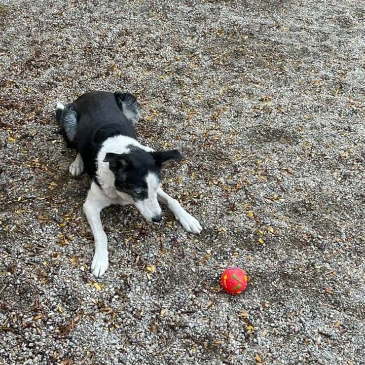 Border collie lying in the play yard next to a red ball