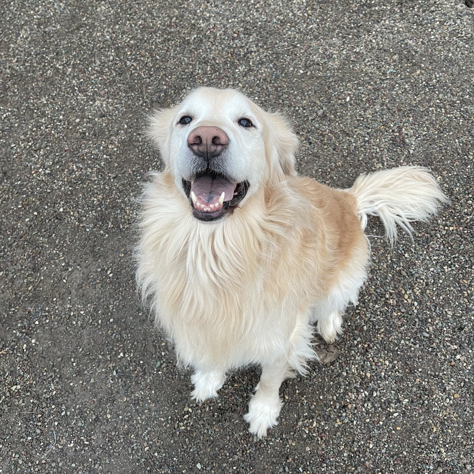 Smiling golden retriever sitting in the gravel play yard, tail mid-wag